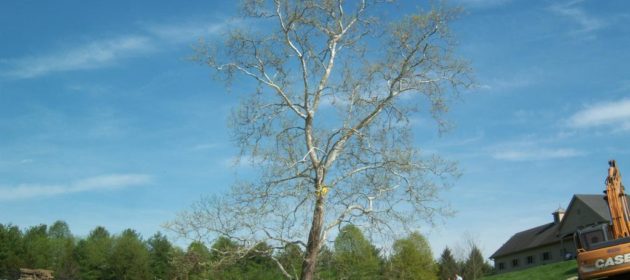 120′ Sycamore Tree Move