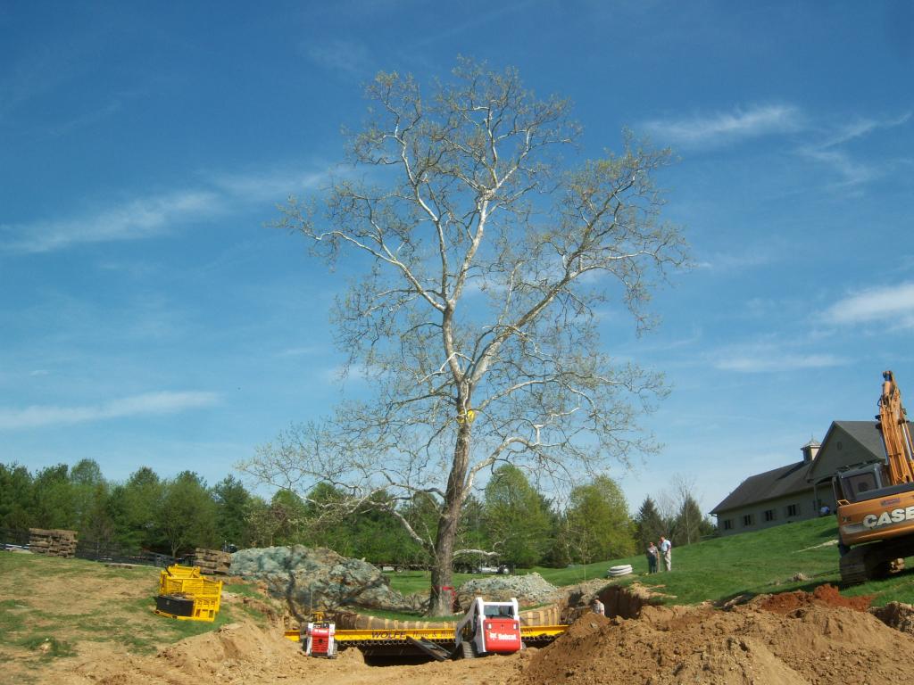 Sycamore Tree, 