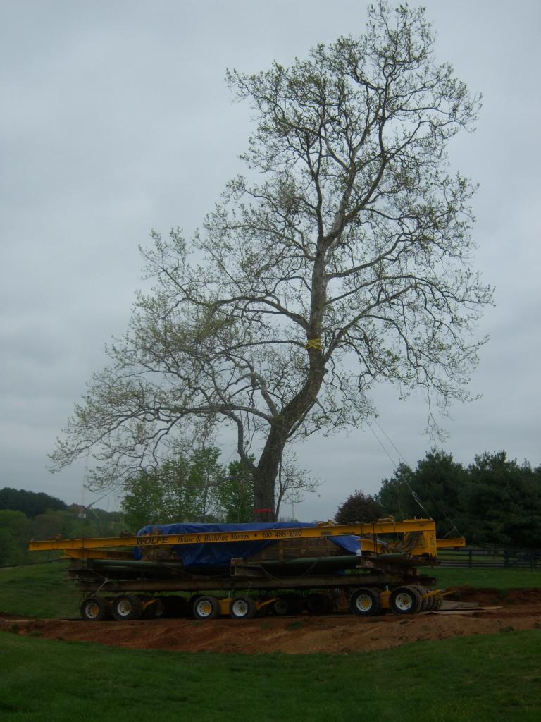Sycamore Lifted