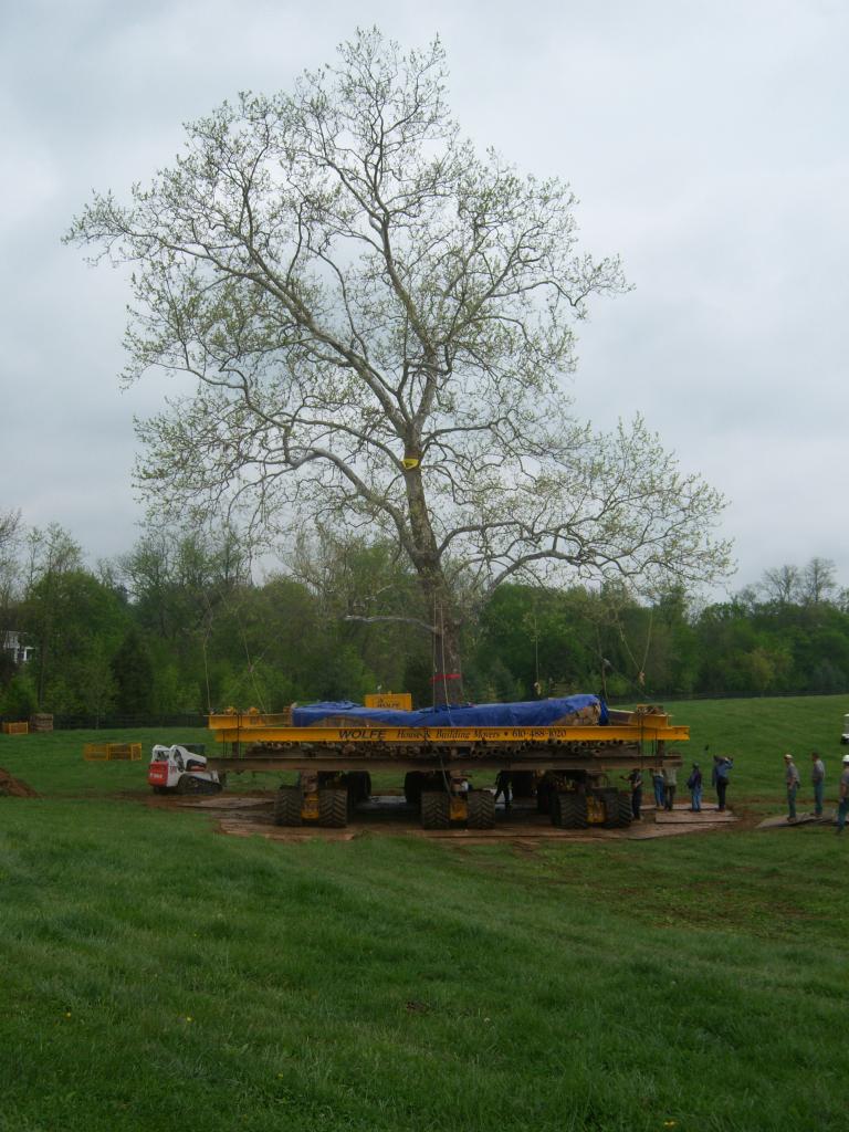 Moving Sycamore Tree