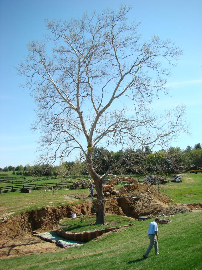 Sycamore Tree