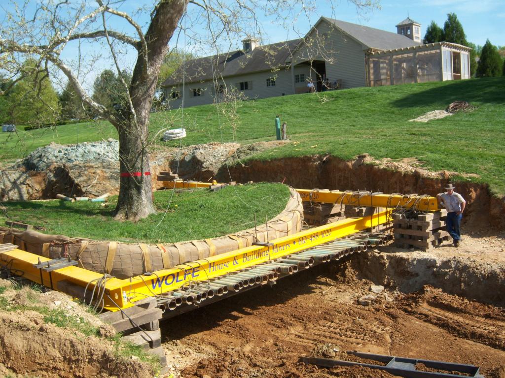 Moving sycamore Tree